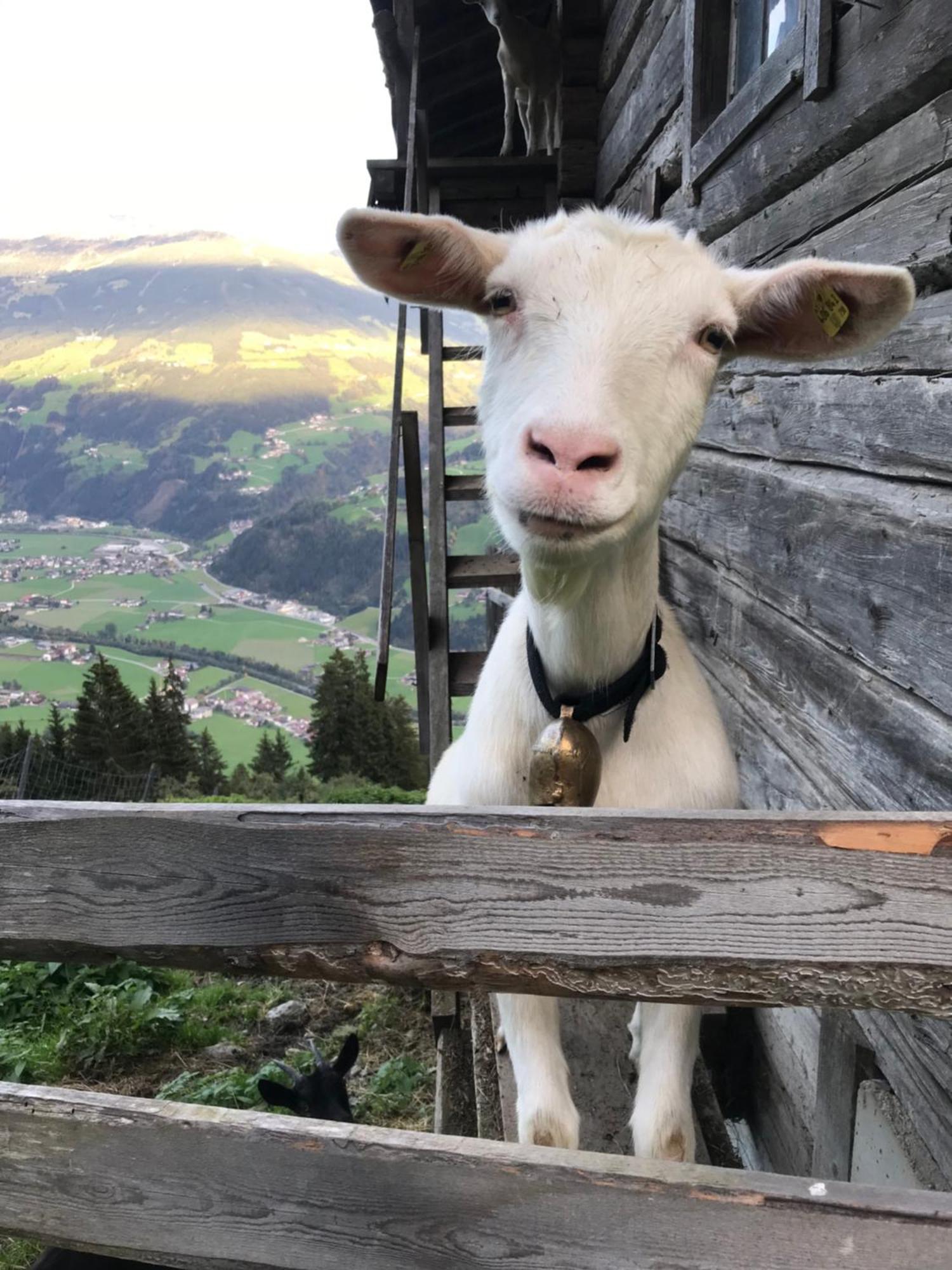 Villa Goass'n Alm Zillertal Hippach Exterior foto